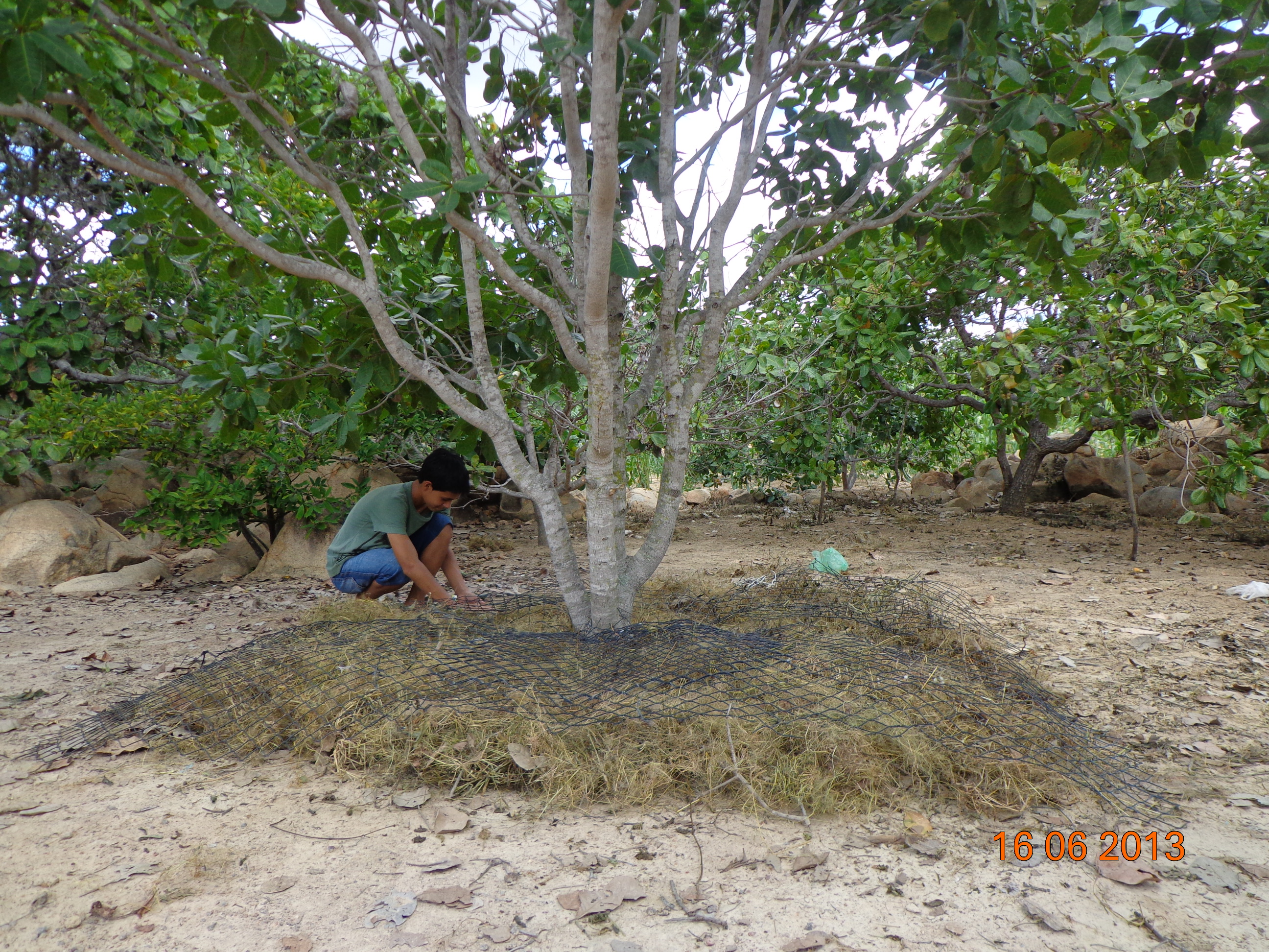 Agricultor instalando protetor.JPG